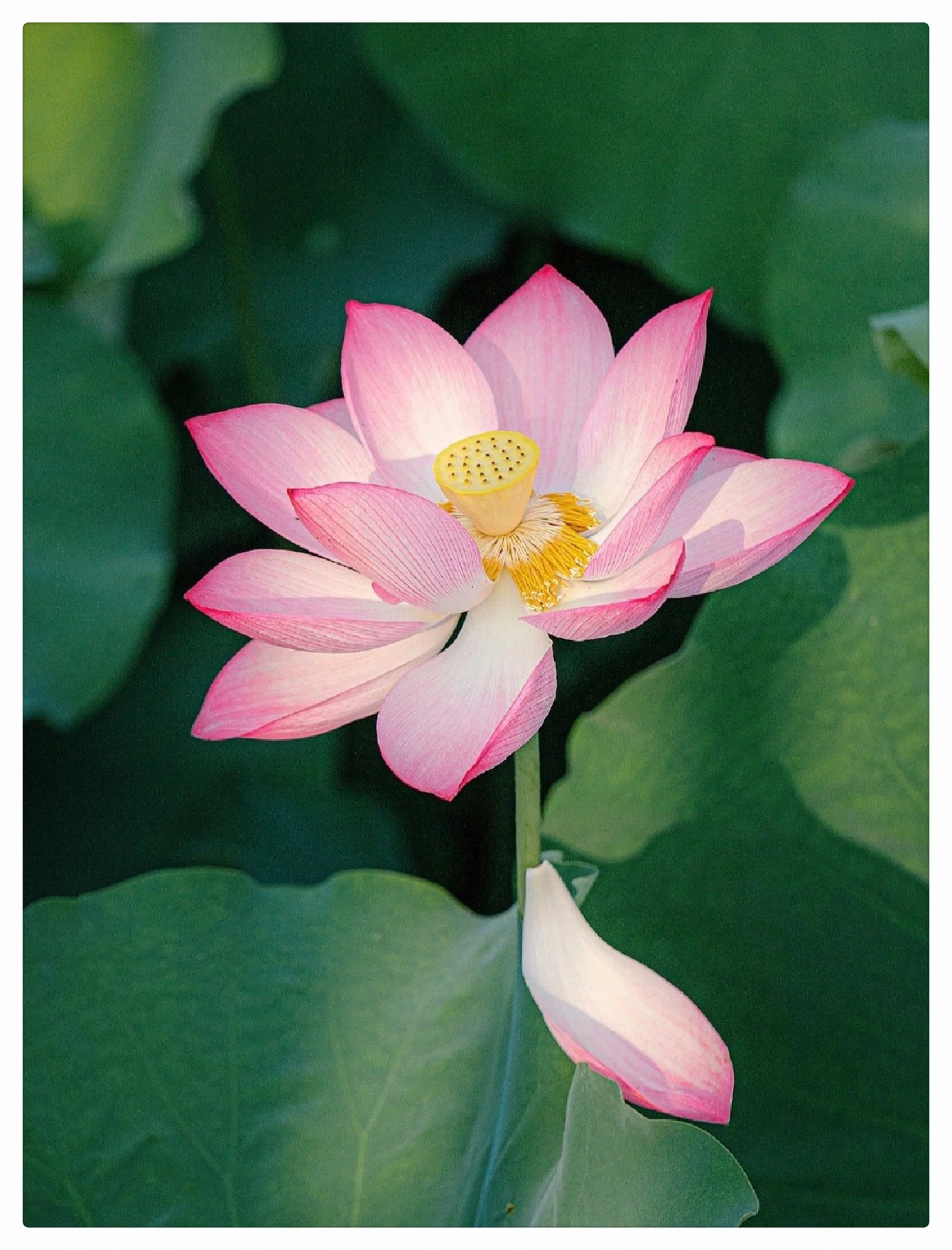 荷花长什么样子怎么写