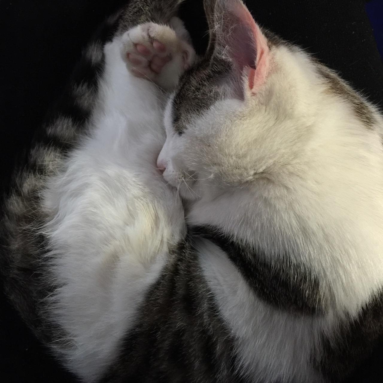 别人家的猫跑进家中好不好?