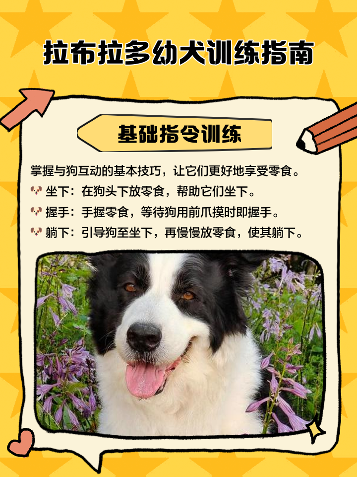 新手怎么养拉布拉多让它大小便