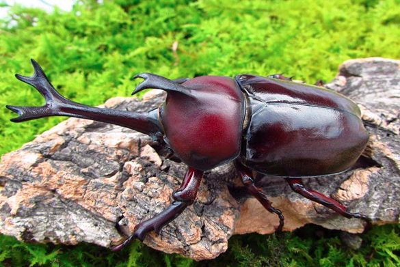 金龟子长什么样图片