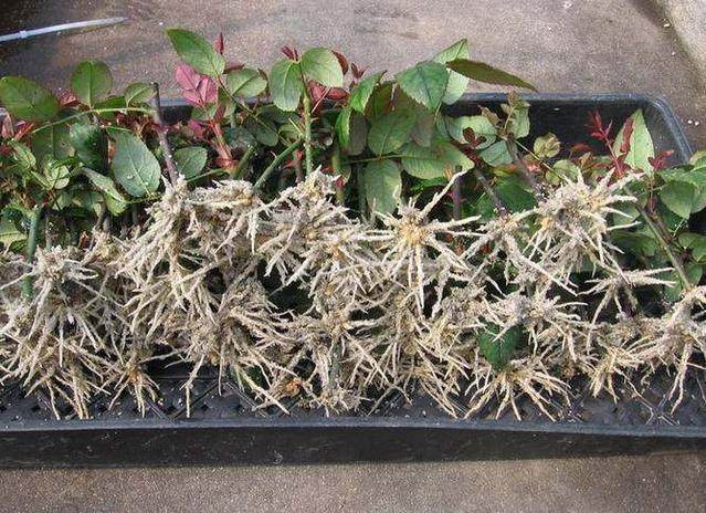 生根粉泡时间长好吗