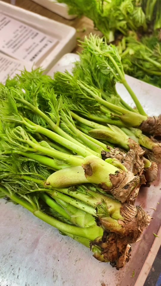 刺嫩芽食用禁忌