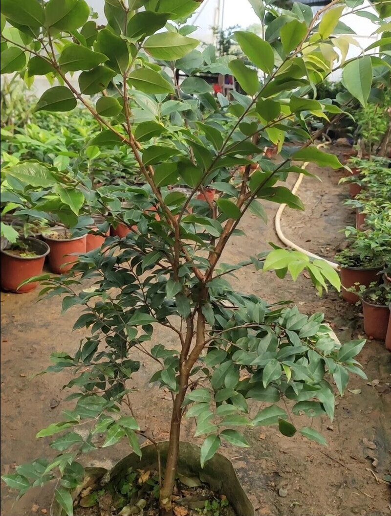 种植嘉宝果树的注意事项