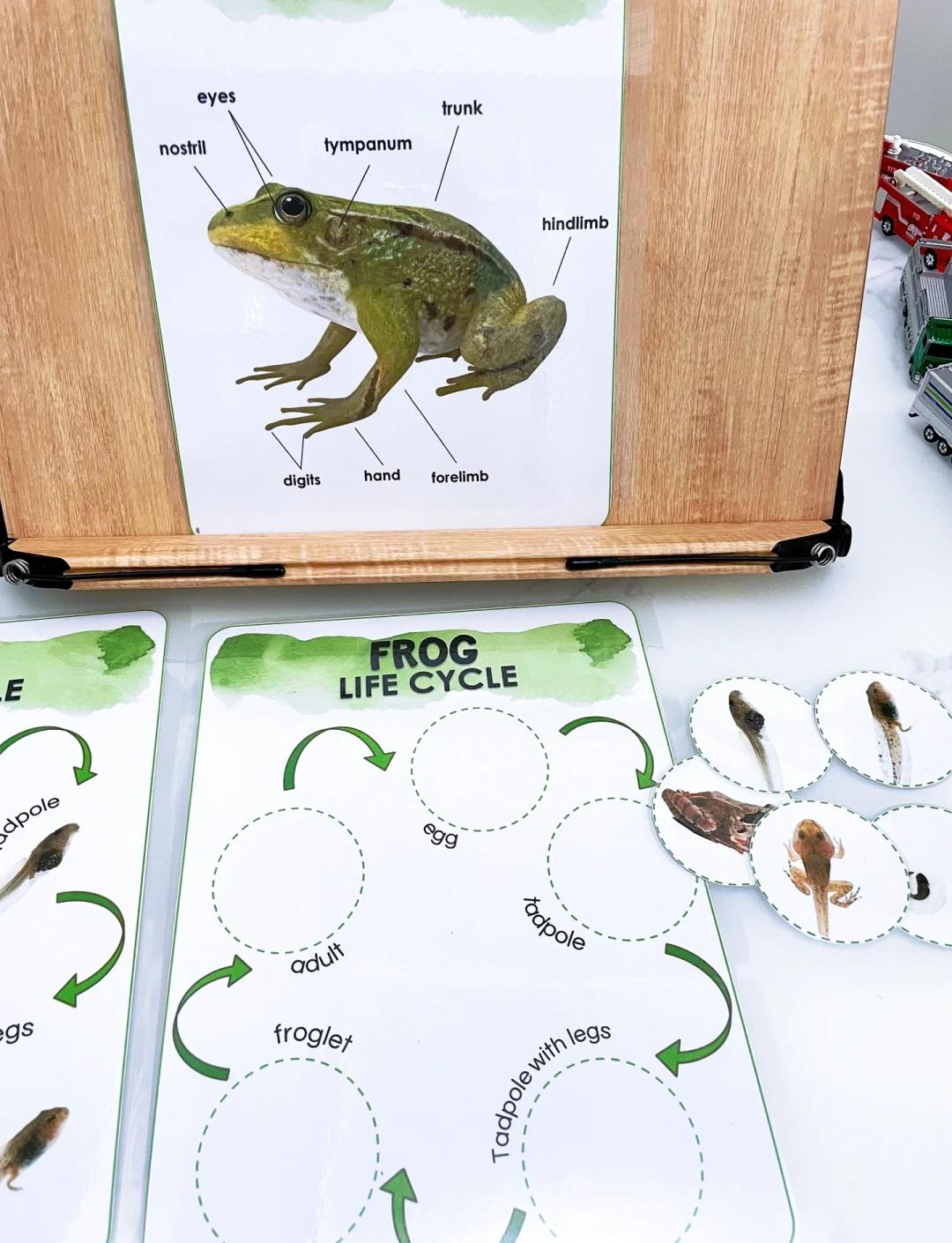 小蝌蚪吃啥食物