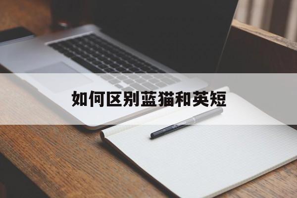 蓝猫跟英短蓝猫有什么区别
